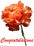 Congratulations Decoration preview