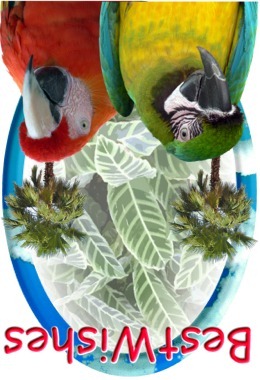 card image