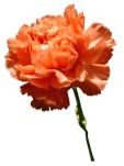 carnation gift wrap preview