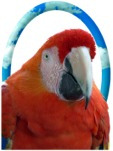 Parrot gift wrap preview