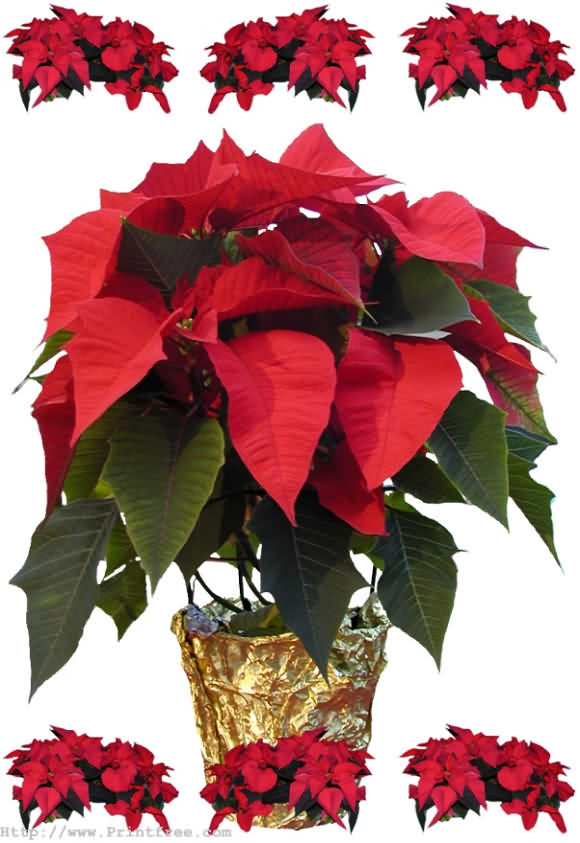 decoration image