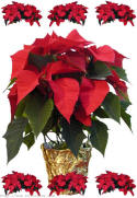 decorative print preview image