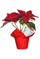 Christmas image