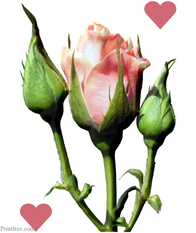 print image