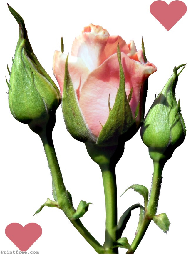 decorative print image