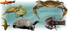 Preview Image Animal Calendar