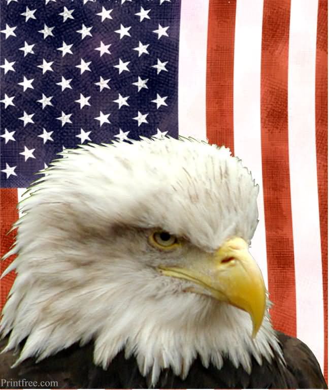 Mean Bald Eagle image