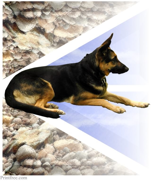 German Shepherd image