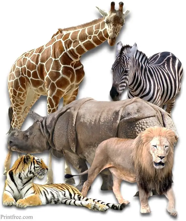 zoo animals image