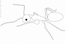 Ant