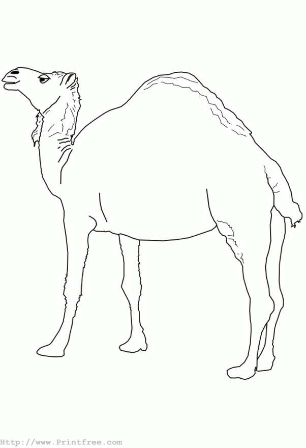 Camel outline image