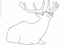 Elk