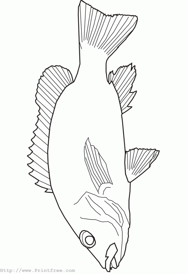 fish outline image