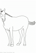 Horse