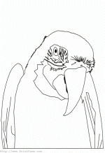 Parrot