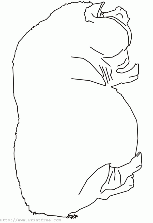 pig outline image
