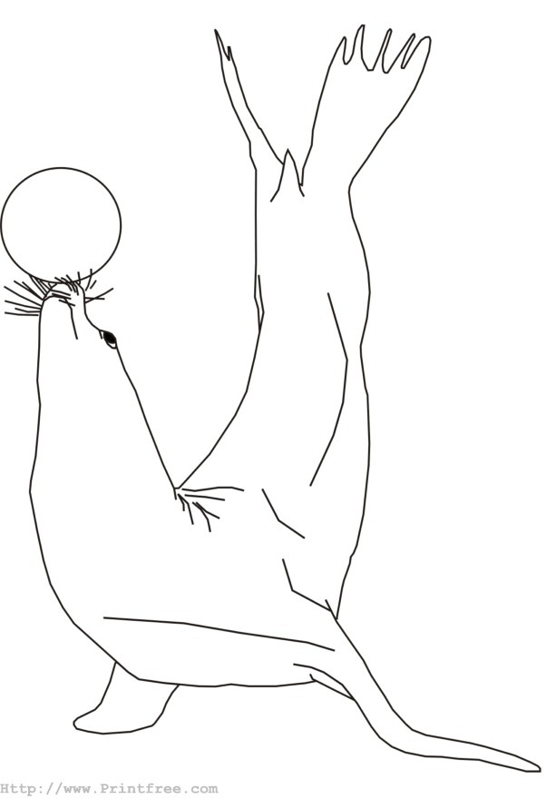 sea lion outline image