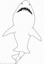 Shark