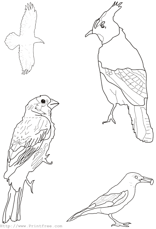 Birds