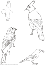 Birds