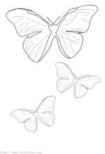Butterflies