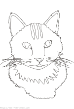 Kitten