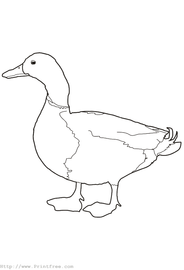 Duck