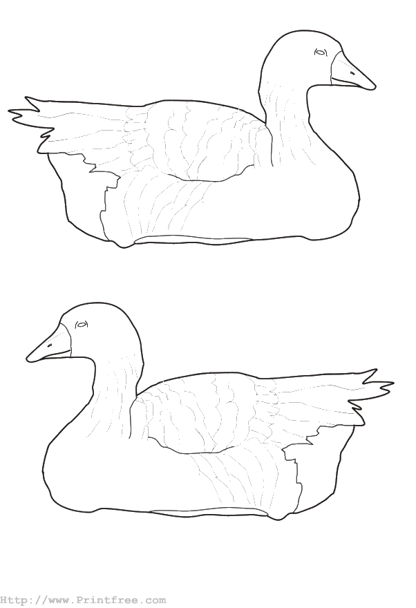 Geese