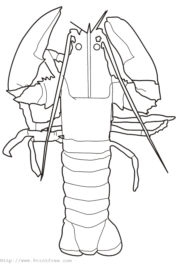 Lobster
