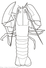 Lobster