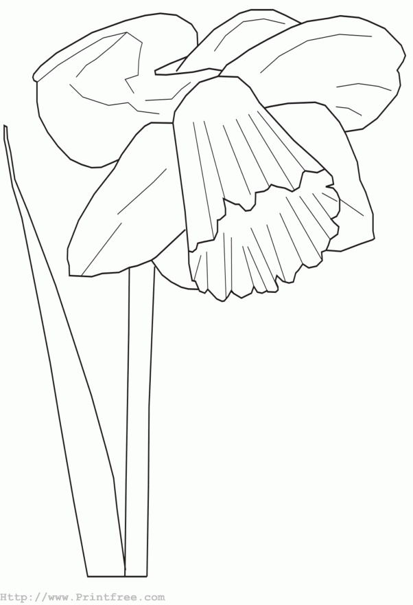 Daffodil outline image