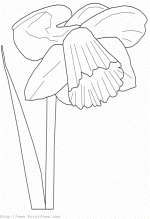 Daffodil 
