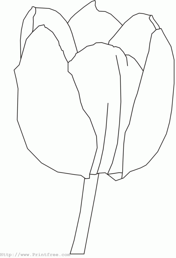 Tulip outline image