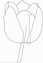 Tulip