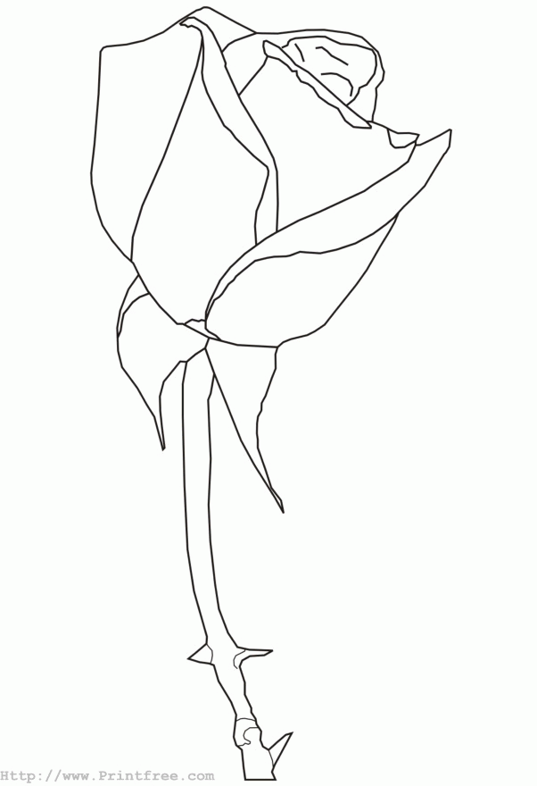 rose outline image rose outline image