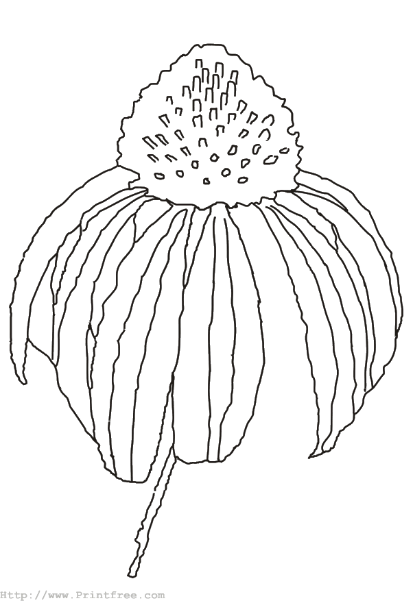 Fall Flower