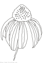 Fall Flower