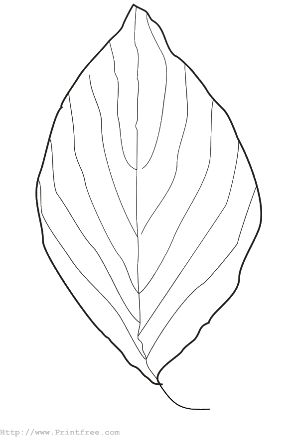 Leaf
