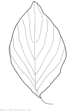Leaf