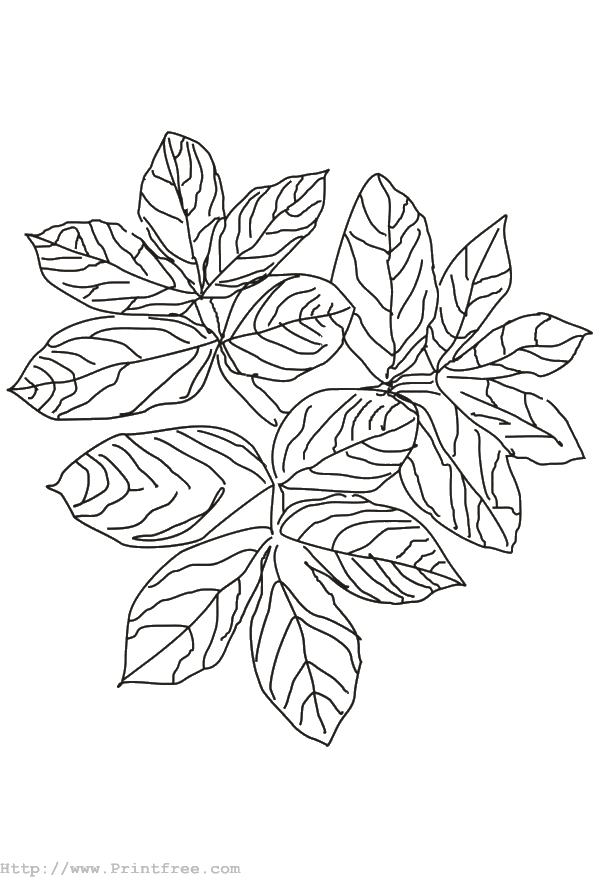 Leaves