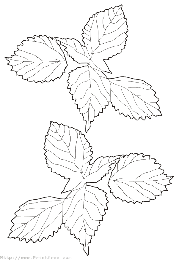 Leaves
